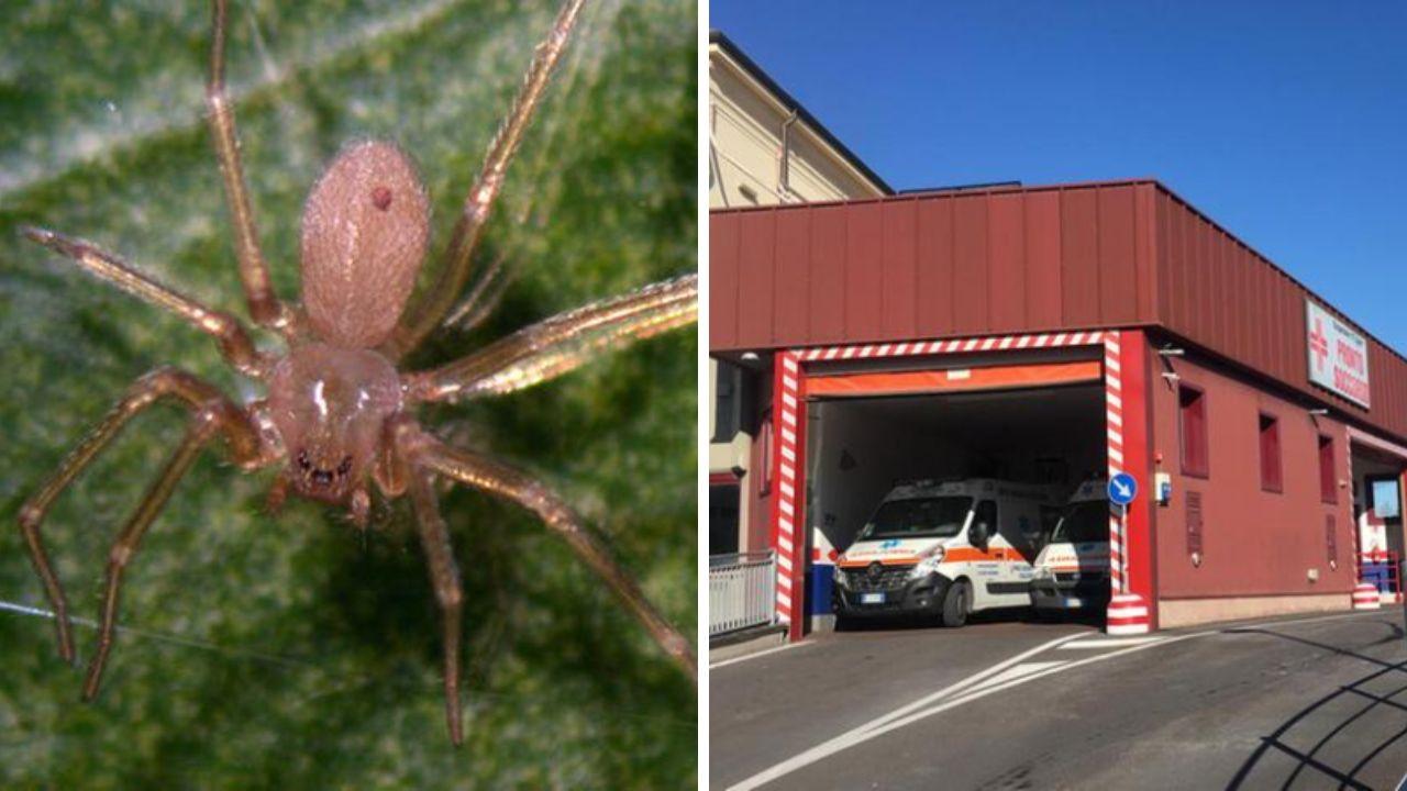 Il ragno violino e il pronto soccorso di Pontedera