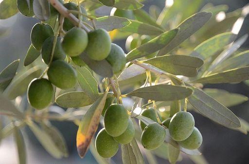 A Livorno torna la festa dell’olio – Il programma