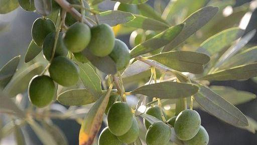 A Livorno torna la festa dell’olio – Il programma