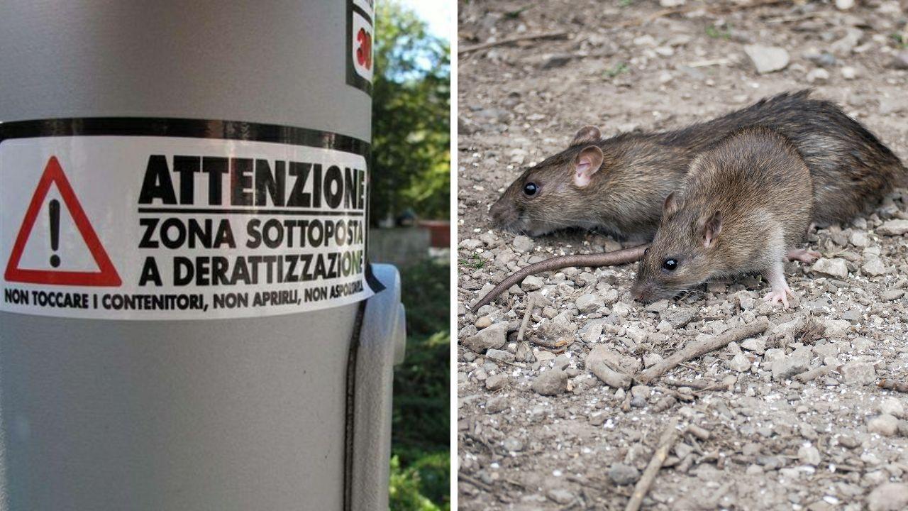 Monsummano invasa dai topi: scatta l’ordinanza. Cosa prevedono i divieti