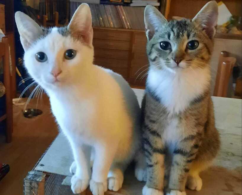 Le gatte Palli e Polli abbandonate in strada da un automobilista