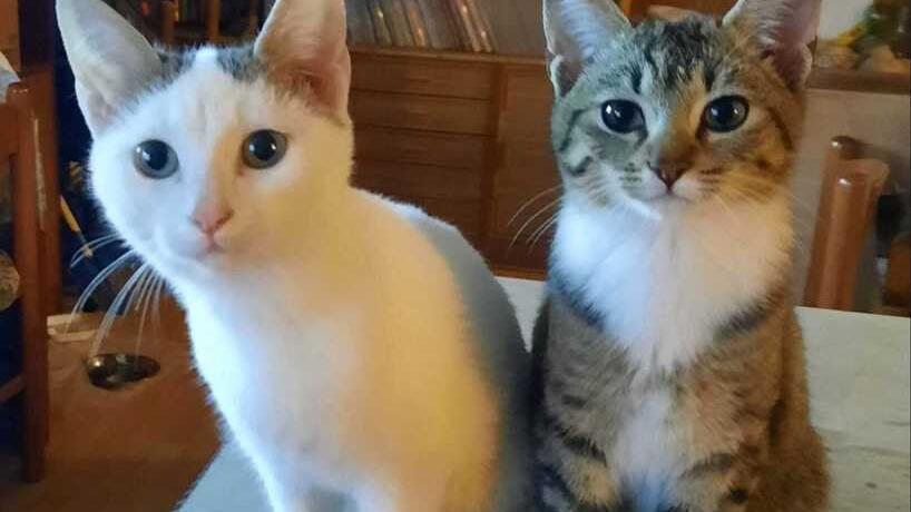 Le gatte Palli e Polli abbandonate in strada da un automobilista