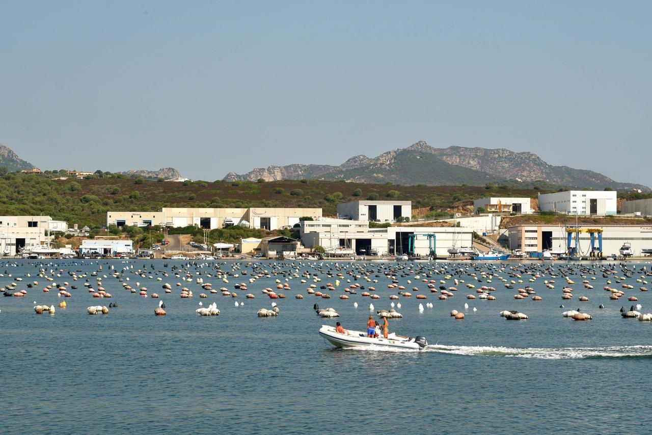 Olbia, siccità e acqua del mare troppo calda: persi 5mila quintali di cozze