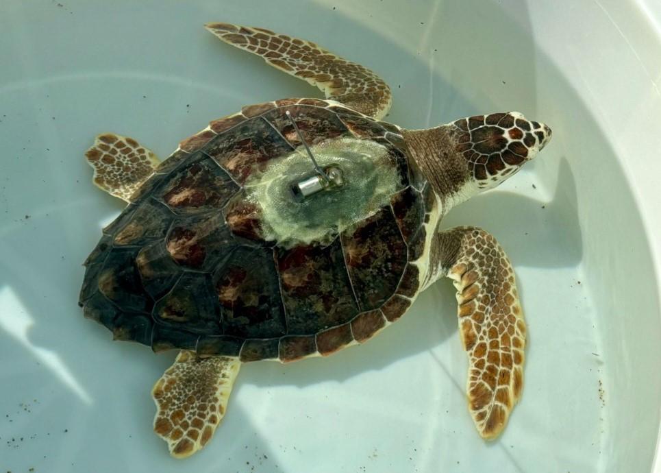 Porto Rotondo, la tartaruga Asanya liberata dopo due anni di cure