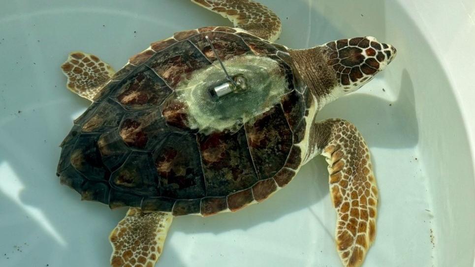 Porto Rotondo, la tartaruga Asanya liberata dopo due anni di cure