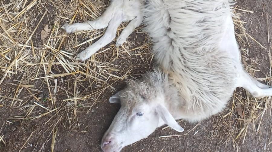 Lingua blu: «Duecento agnelli morti, ma gli aborti non vengono conteggiati»