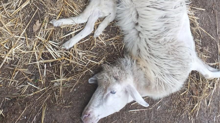 Lingua blu: «Duecento agnelli morti, ma gli aborti non vengono conteggiati»