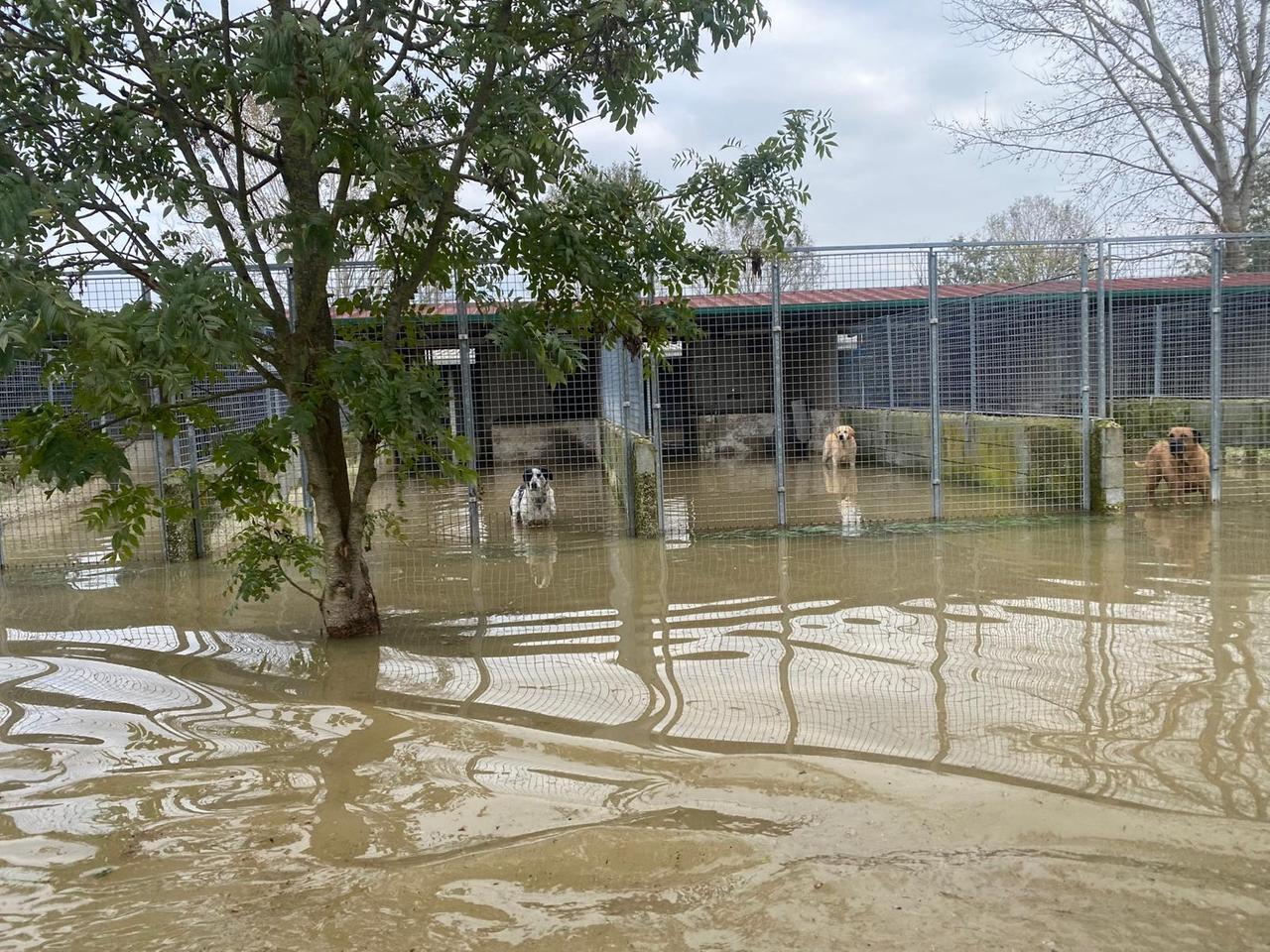 
	In canile quando tutti i box erano finiti sott'acqua: i cani sono stati trasferiti

