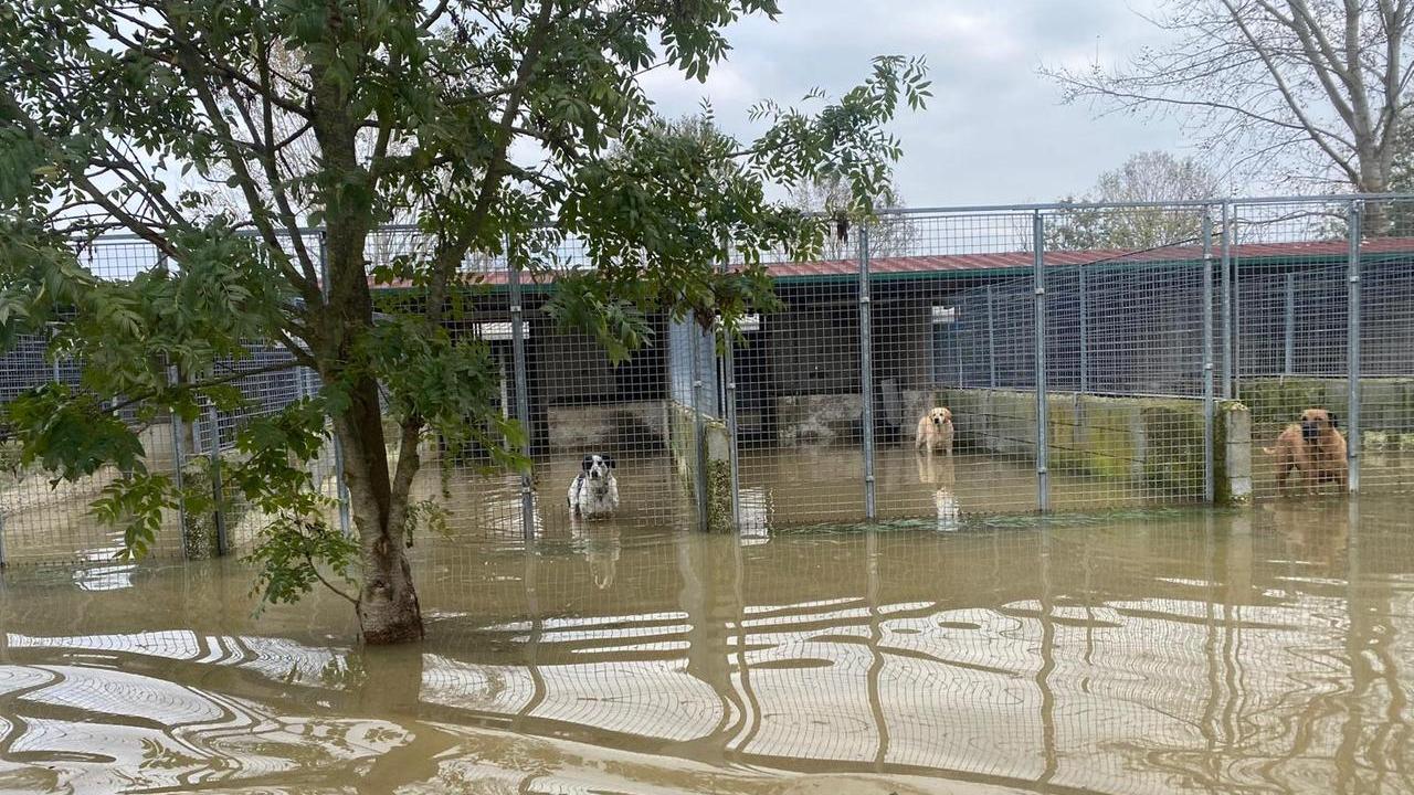 In canile quando tutti i box erano finiti sott'acqua: i cani sono stati trasferiti