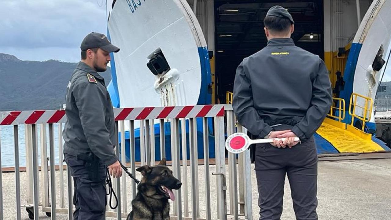 Cani anti-droga agli imbarchi in un porto (foto d'archivio)