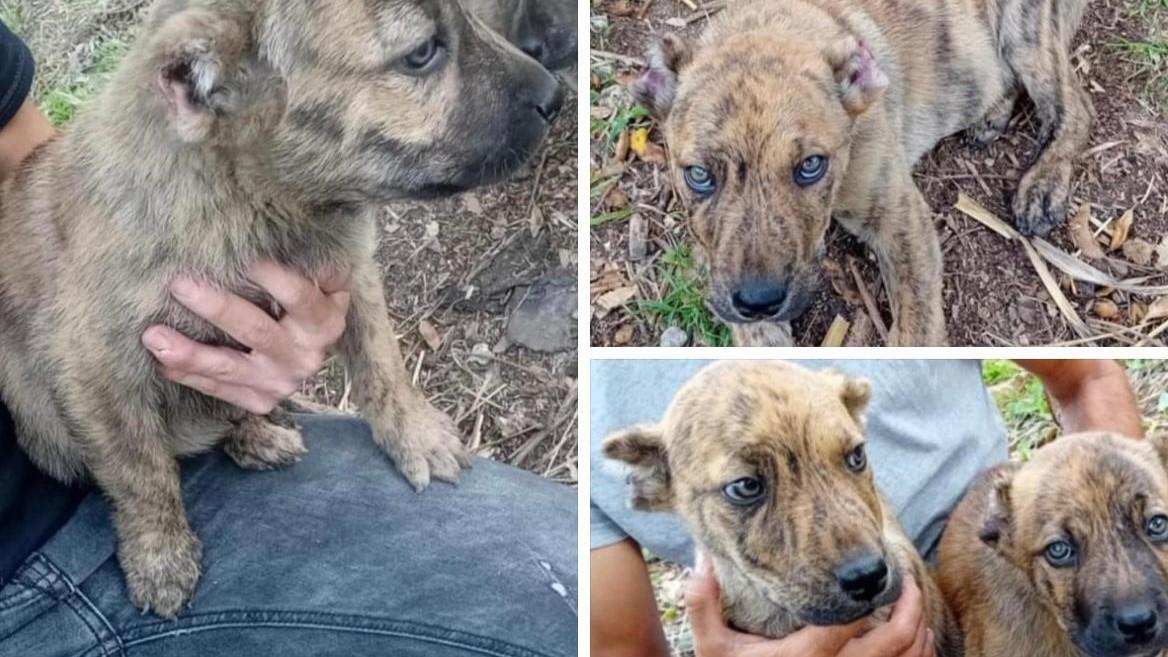 Su Facebook: «Cuccioli in vendita» ma con le orecchie mozzate