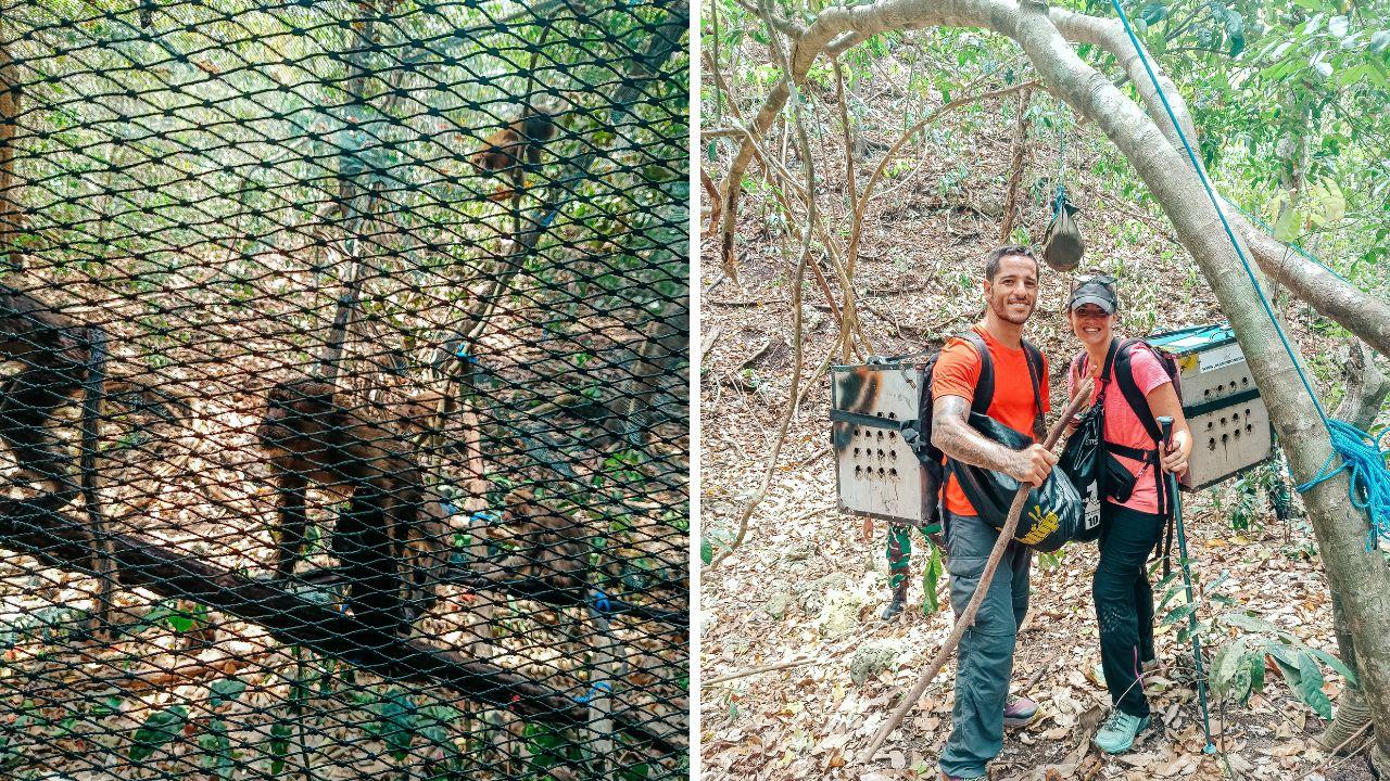 Le scimmie sono state portate dai volontari della Jaan Indonesia Wildlife Protection da da Puger (Isola di Java) alla Nusa Barong Island