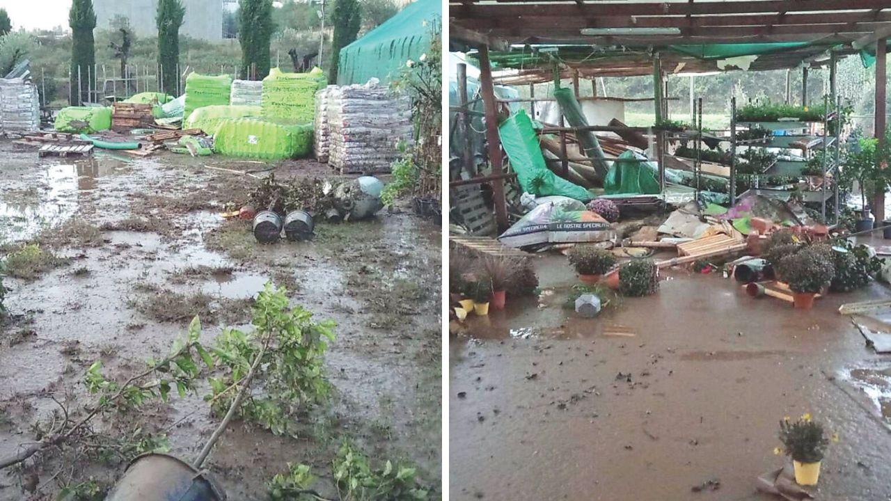 Quel che resta del vivaio Garden Flor Etruria dei fratelli Pallecchi a Montescudaio