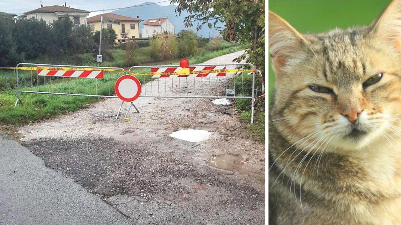 Pisa, la strada del gattile è chiusa da due settimane e nessuno fa niente per riaprirla