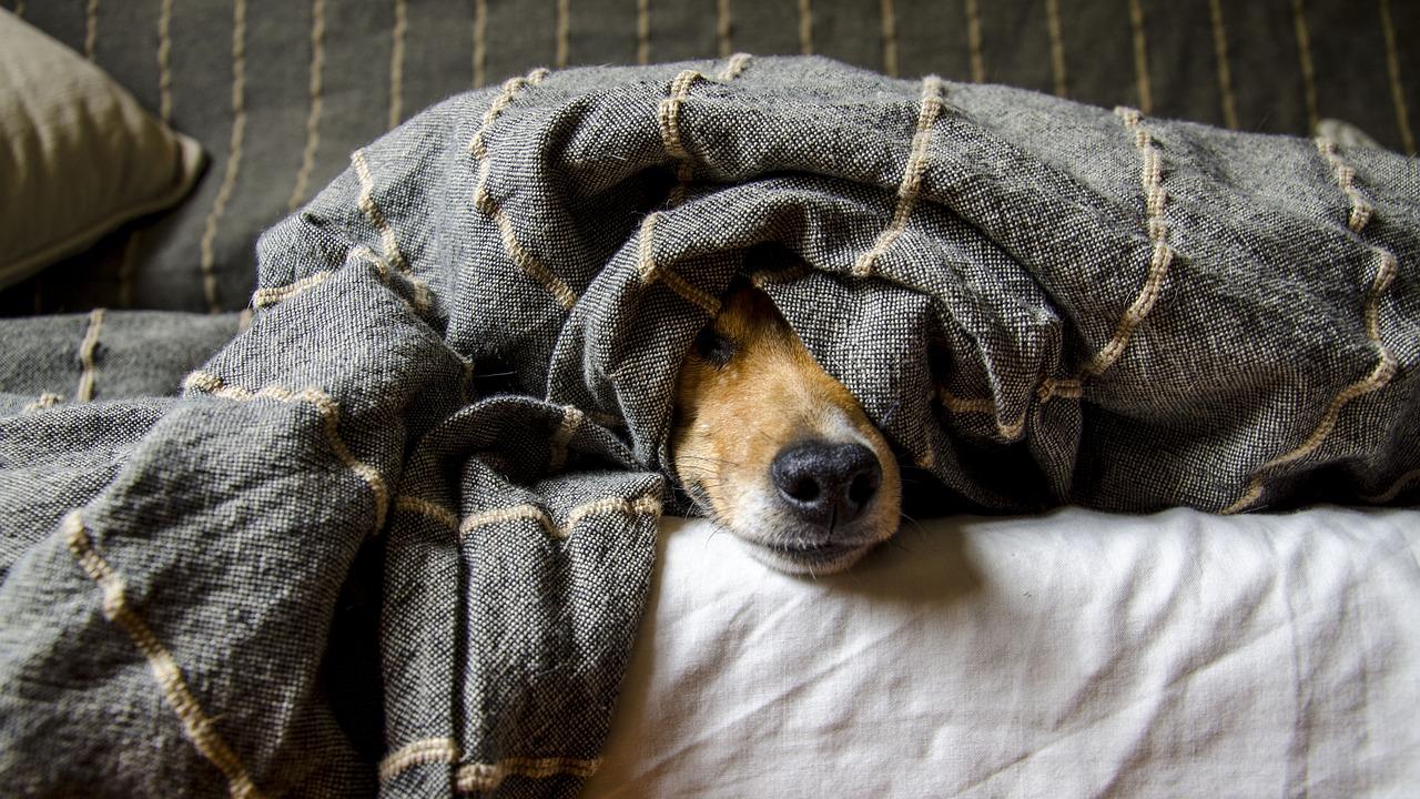 Botti ad Halloween: come tenere cani e gatti in sicurezza