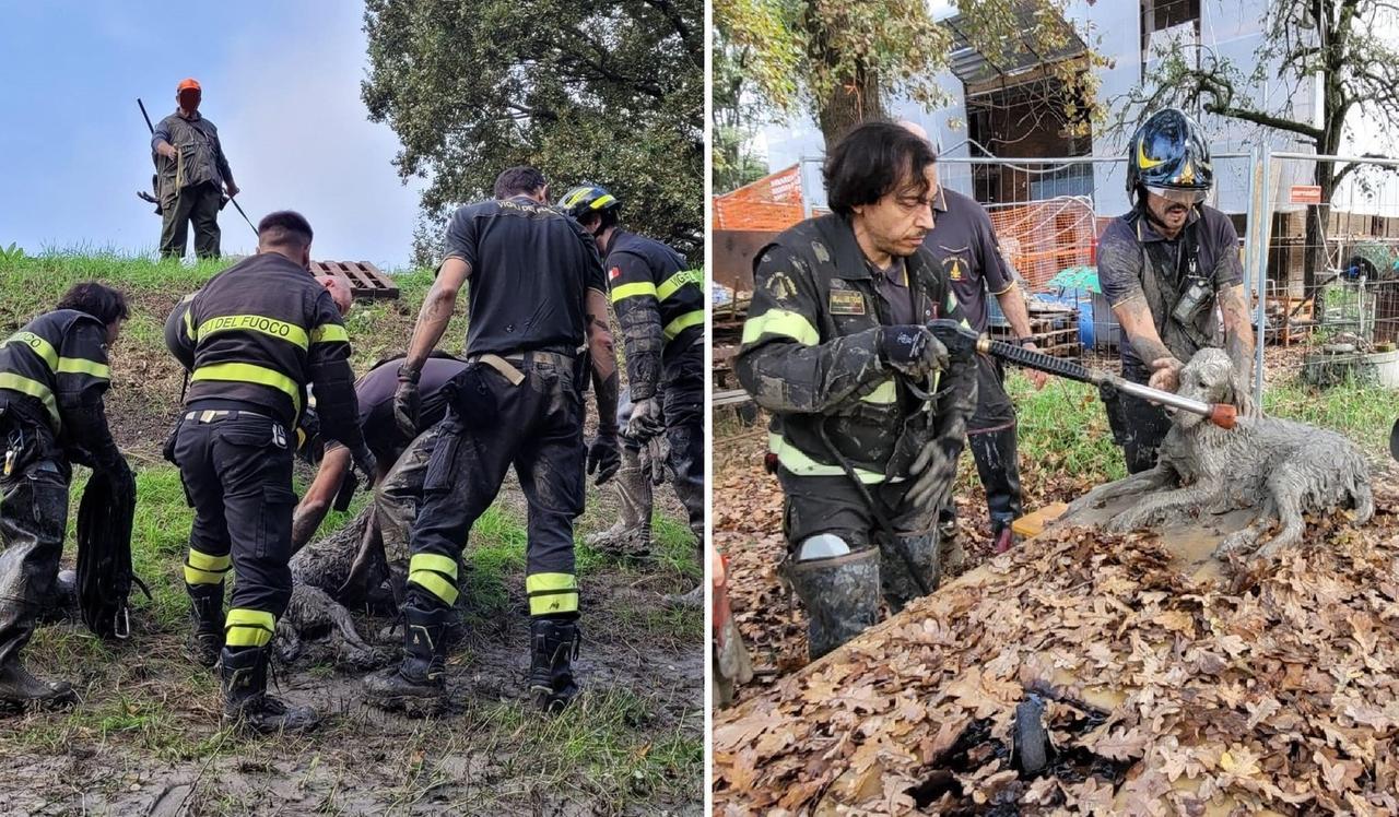 
	Il salvataggio del setter da parte dei vigili del fuoco di Modena


