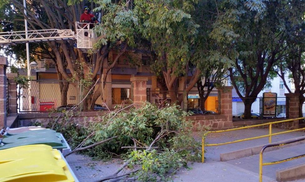 I rami cadono nel cortile della scuola 