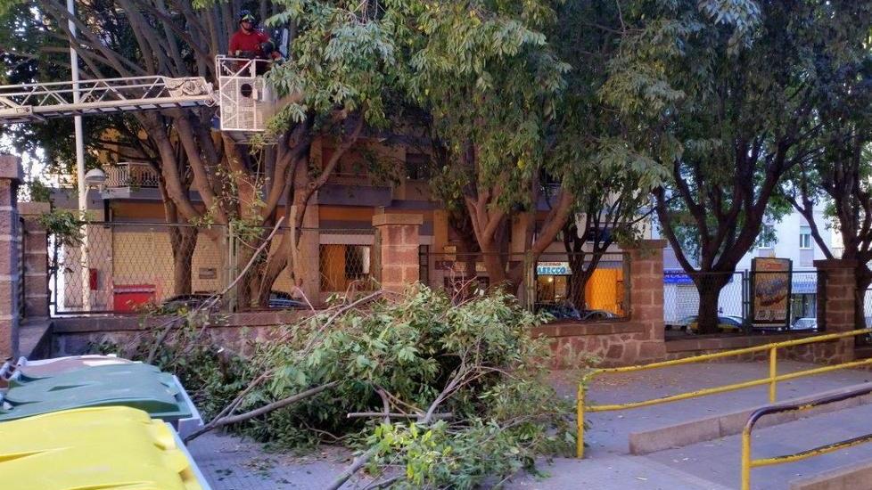 I rami cadono nel cortile della scuola