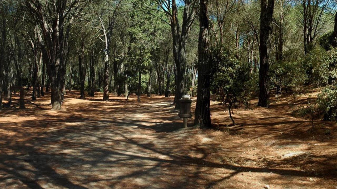 La pineta nel Parco di Rimigliano (foto Paolo Barlettani)