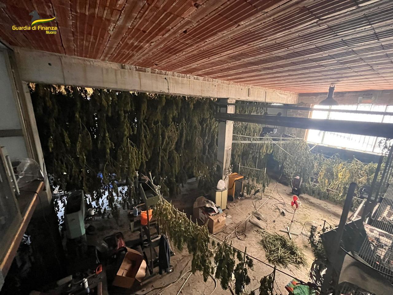 Lodine, sequestrata una tonnellata e mezzo di droga