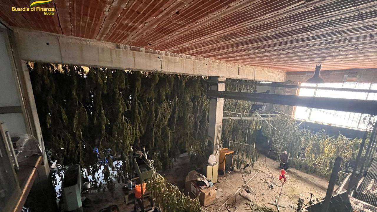 Lodine, sequestrata una tonnellata e mezzo di droga