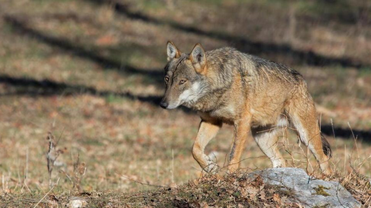 Un lupo nel bosco in Valbisenzio dove è segnalato un aumento delle presenze