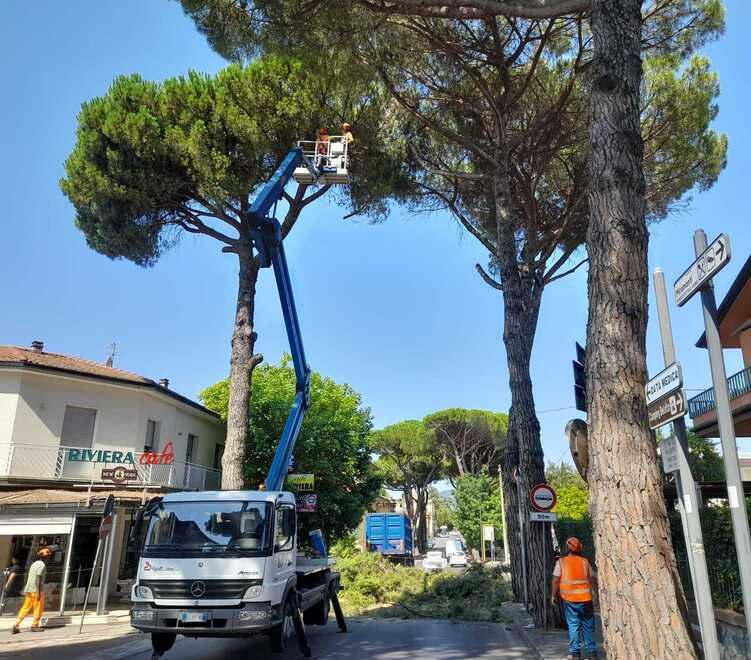 Montecatini, alberi da abbattere: si comincia da viale Bustichini, poi viale Marconi
