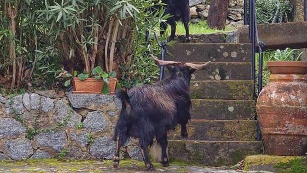 Le capre all'Isola d'Elba