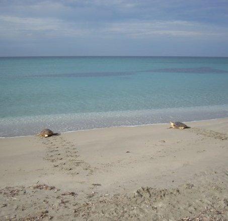 Cabras, le due Caretta riprendono il mare 
