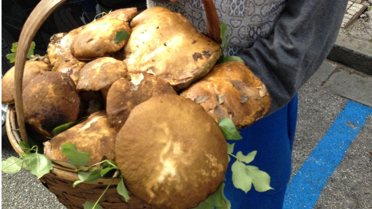 Maxi sequestro di funghi in Toscana (Foto di repertorio)