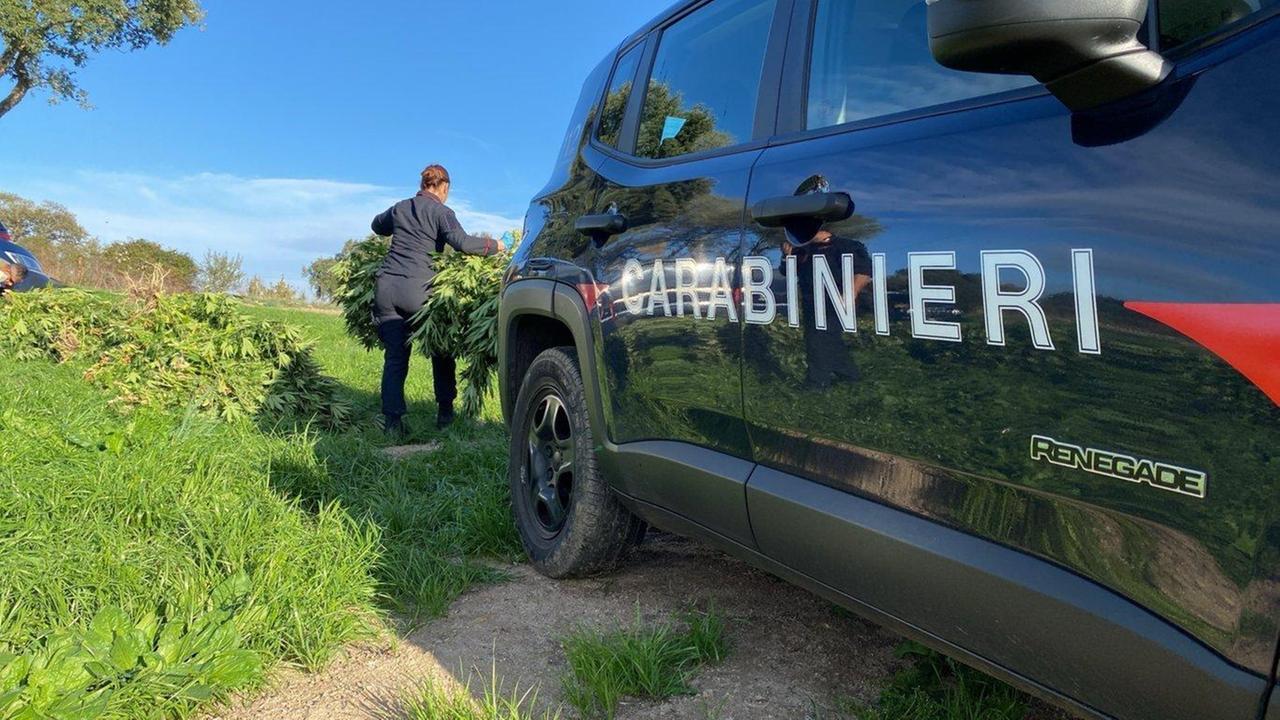 Tre arresti per 1600 piante di cannabis nelle campagne di Orgosolo