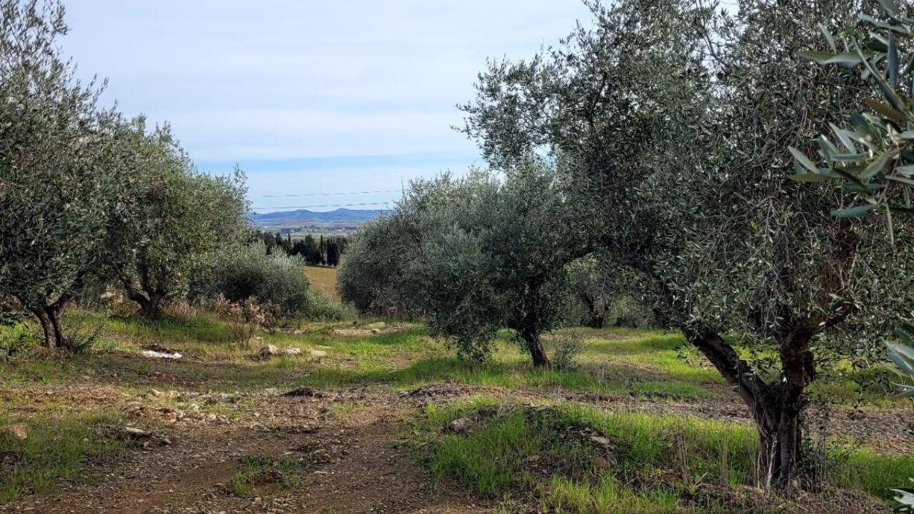 Olivi in Maremma
