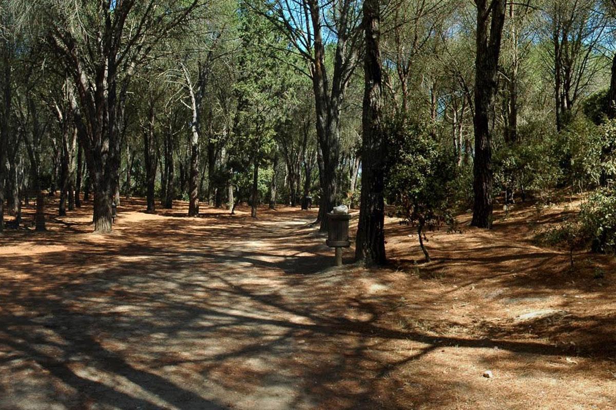 La pineta di Rimigliano (foto Paolo Barlettani)