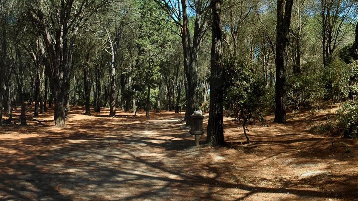 La pineta di Rimigliano (foto Paolo Barlettani)