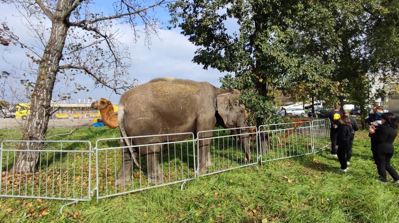 
	Elefante e cammello del circo in via Divisione Acqui

