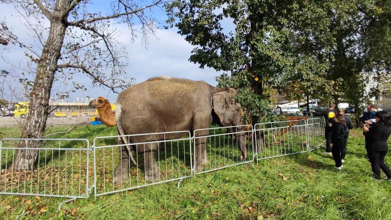 Elefante e cammello del circo in via Divisione Acqui