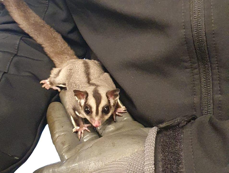 Animali: sorpresa in ufficio, ritrovato un petauro dello zucchero smarrito