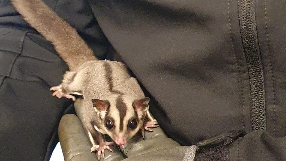 Animali: sorpresa in ufficio, ritrovato un petauro dello zucchero smarrito