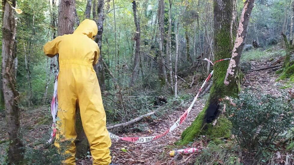 L'intervento per togliere i calabroni