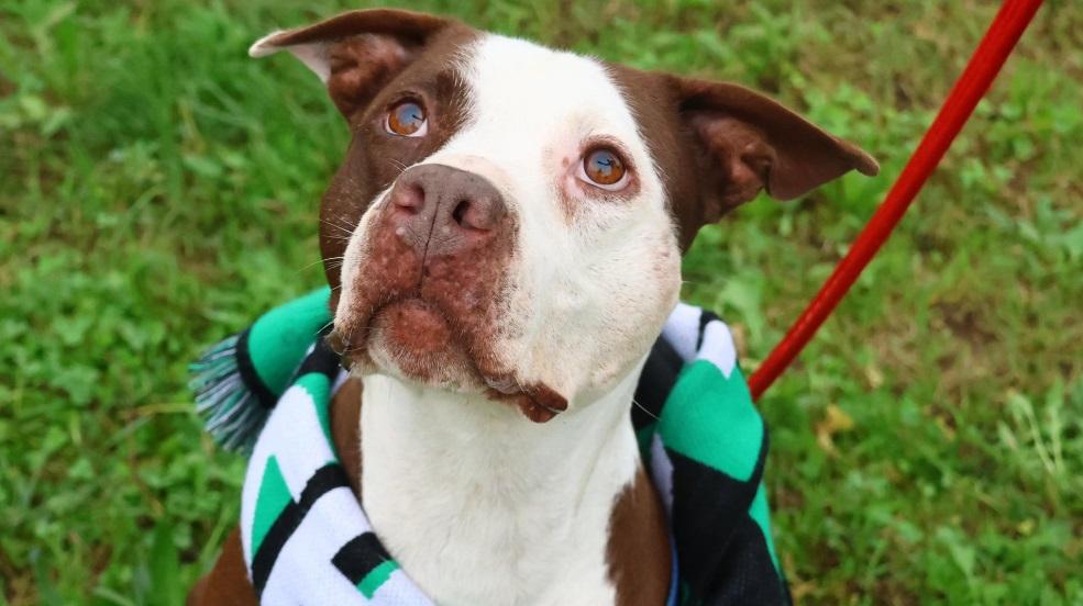 
	Thor, pitbull di 7 anni

