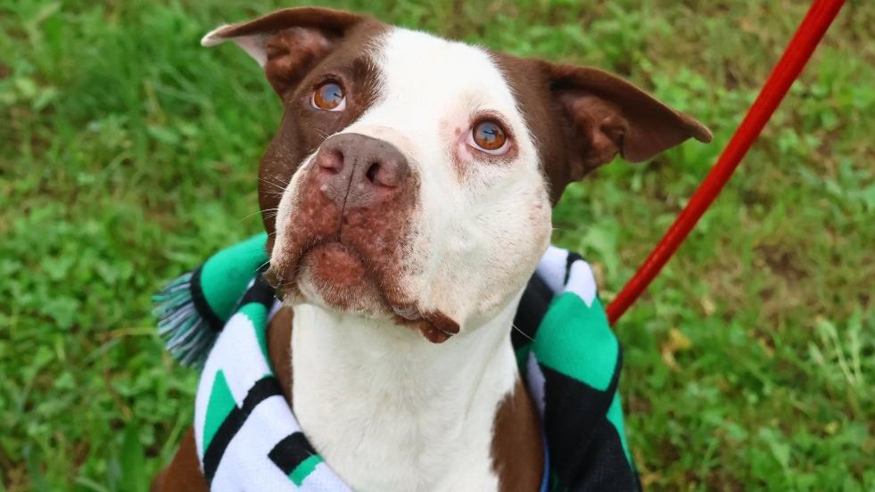 Thor, pitbull di 7 anni