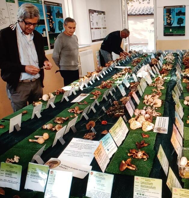 Appassionati di funghi venite a Livorno: oltre cento specie in mostra per due giorni<br>
