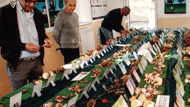 Appassionati di funghi venite a Livorno: oltre cento specie in mostra per due giorni<br>