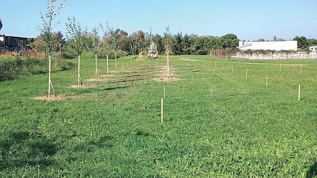Nella foto alcuni degli alberi piantati nella zona dell’anfiteatro di Calambrone