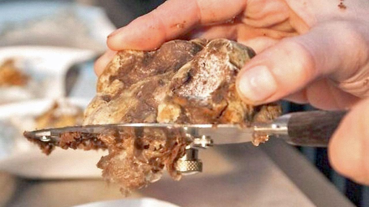 Un tartufo bianco alla Mostra mercato che si svolge a San Miniato