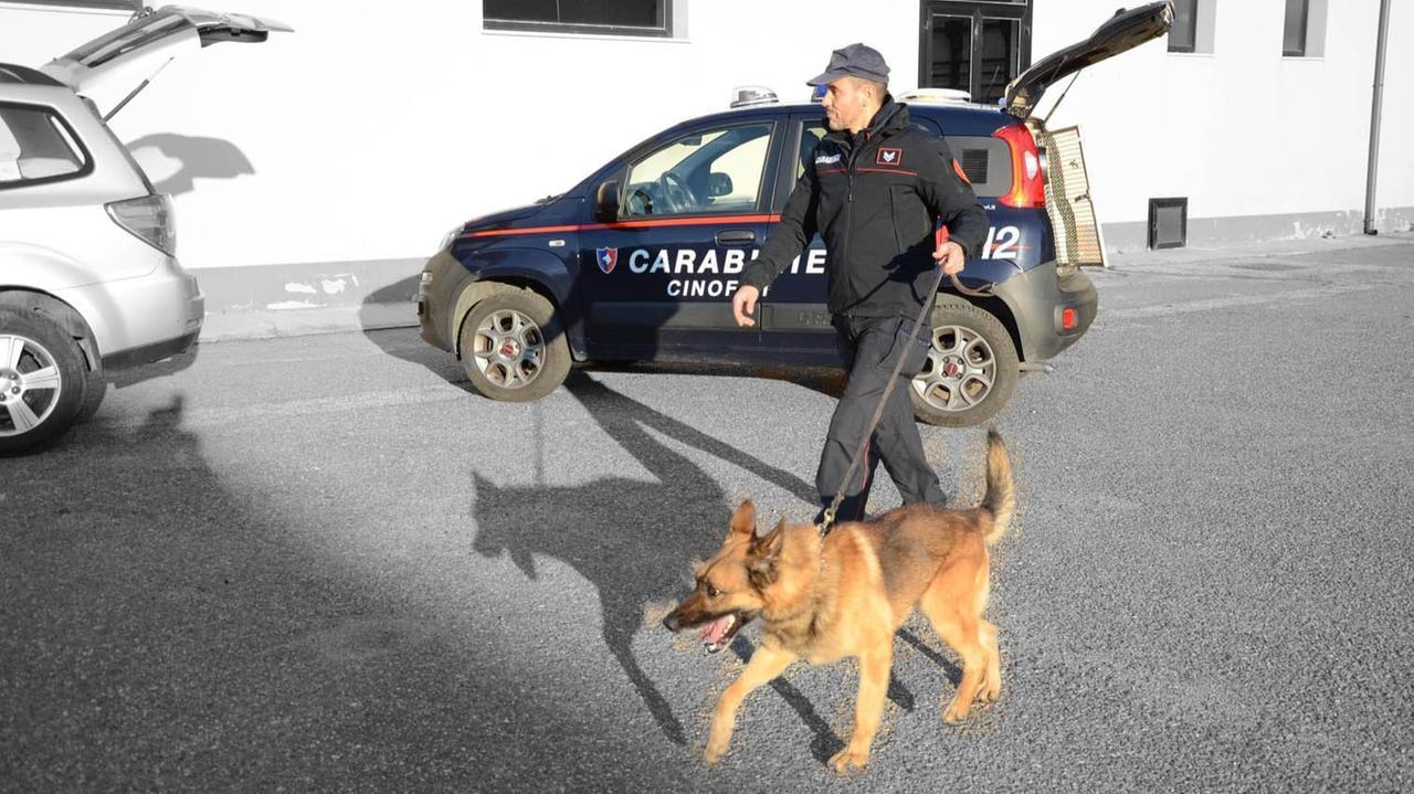 Marijuana nascosta nei sacchi di mangime: arrestato 53enne