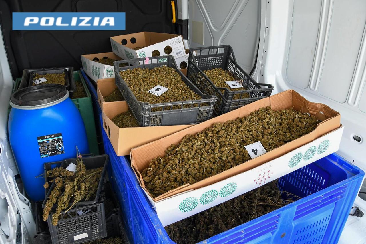 
	La cannabis&nbsp;sequestrata a Fenosu

