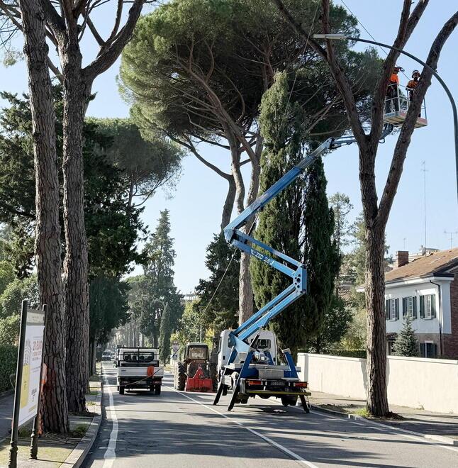 Montecatini, slitta l’abbattimento dei pini in zona Minigolf e al liceo