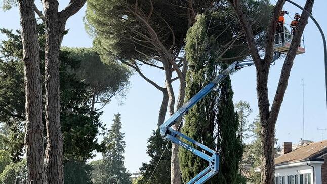 Montecatini, slitta l’abbattimento dei pini in zona Minigolf e al liceo