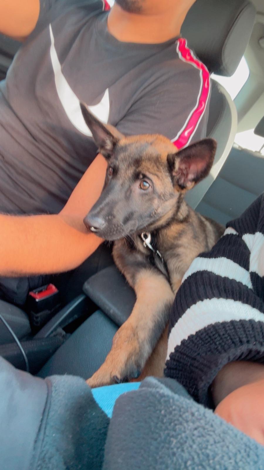 Il cane Drago prima rapito e poi riconsegnato alla famiglia